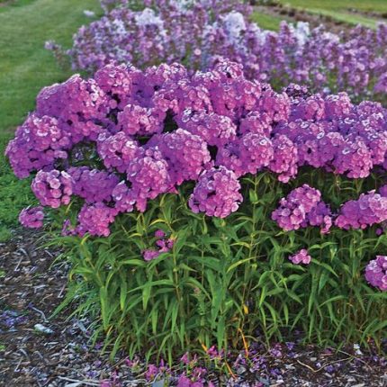 Phlox 'Fashionably Early Flamingo'