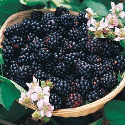 Rubus 'Triple Crown' Blackberry