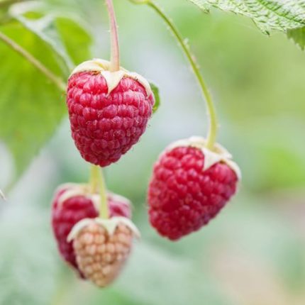 Rubus 'Willamette' Raspberry