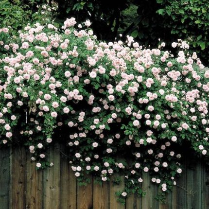 Cécile Brunner Climbing Rose