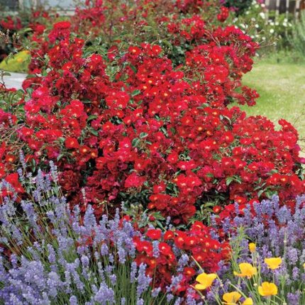 Red Ribbons Ground Cover Rose