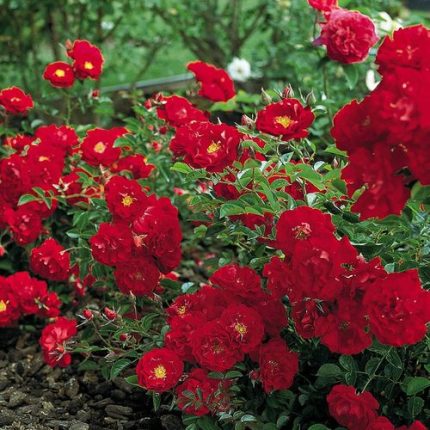 Red Ribbons Ground Cover Rose