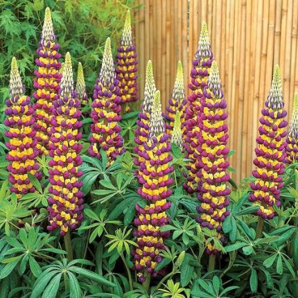 Lupine Westcountry Manhattan Lights