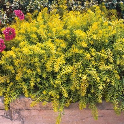 Sedum 'Angelina'