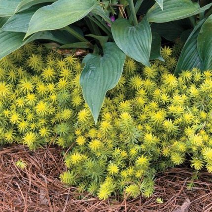 Sedum 'Angelina'