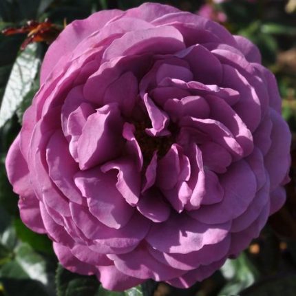 Plum Perfect Sunbelt Floribunda Rose