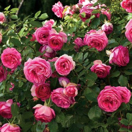 Pretty in Pink Eden Climbing Rose