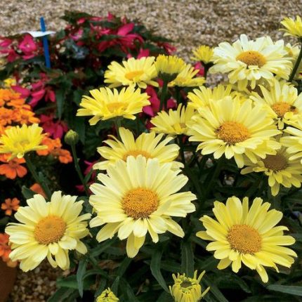 Leucanthemum REALFLOR 'Real Sunbeam'