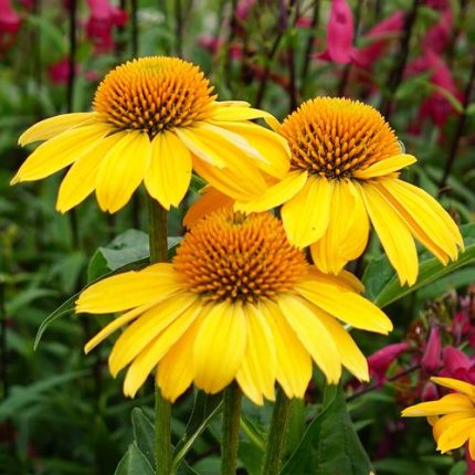 Echinacea Sombrero Lemon Yellow Improved Coneflower