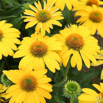 Echinacea Sombrero Lemon Yellow Improved Coneflower