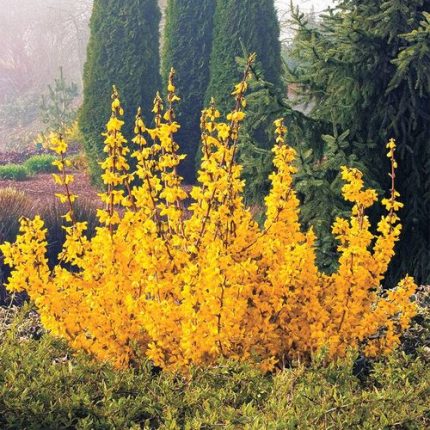 Magical Gold Forsythia