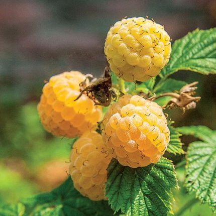 Rubus 'Fall Gold' Raspberry