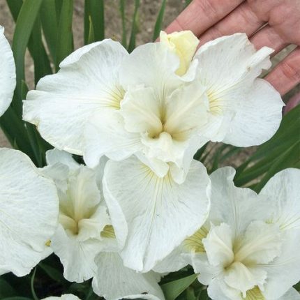 Iris 'Swans in Flight'