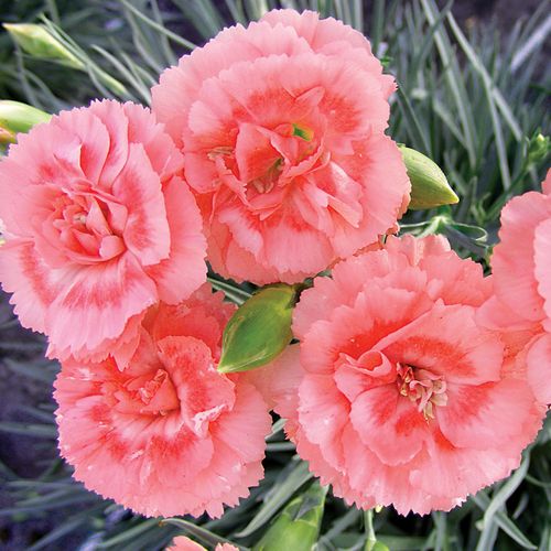 Dianthus SCENT FIRST Tall Romance