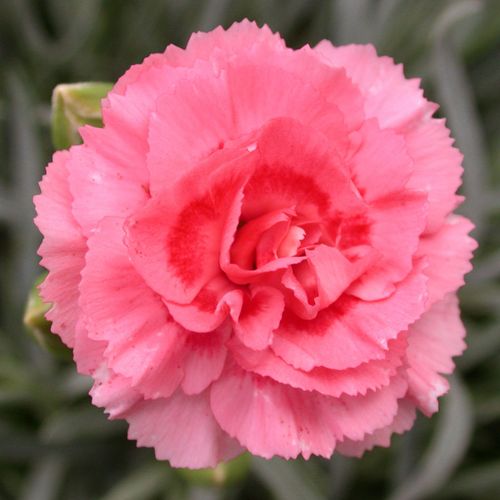 Dianthus SCENT FIRST Tall Romance