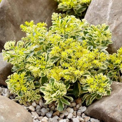 Sedum Atlantis™