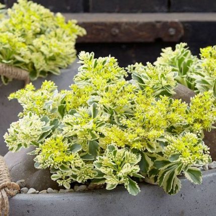 Sedum Atlantis™