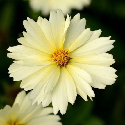 Coreopsis UpTick Cream