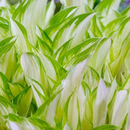 Hosta 'Kiwi Spearmint'