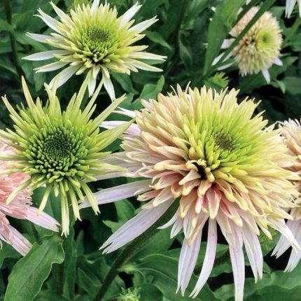 Echinacea Cone-fections 'Cherry Fluff'