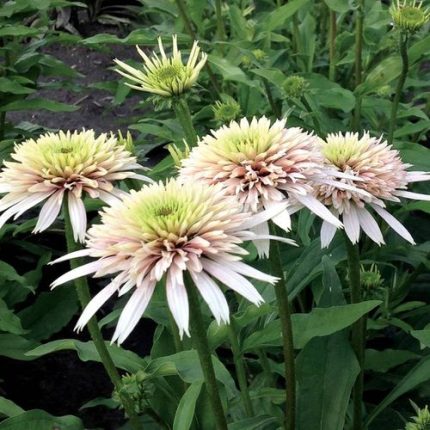 Echinacea Cone-fections 'Cherry Fluff'