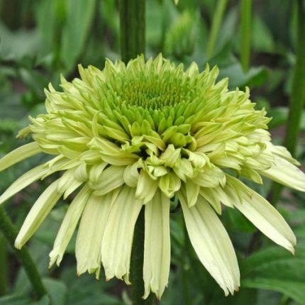 Echinacea Cone-fections 'Honeydew'