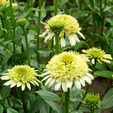 Echinacea Cone-fections 'Honeydew'