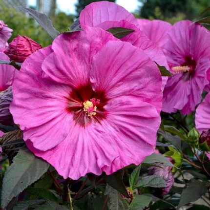 Hibiscus Summerific 'Berry Awesome' Rose Mallow