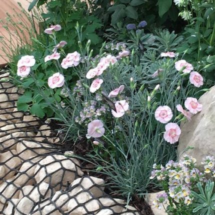 Dianthus American Pie 'Georgia Peach Pie'