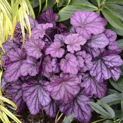 Heuchera Primo 'Wild Rose'