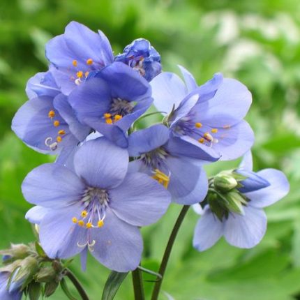 Polemonium Brise d'Anjou™