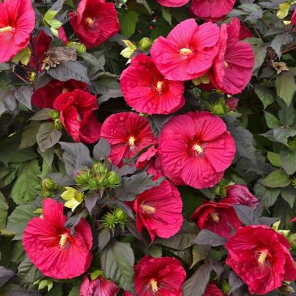 Hibiscus 'Mars Madness' Rose Mallow