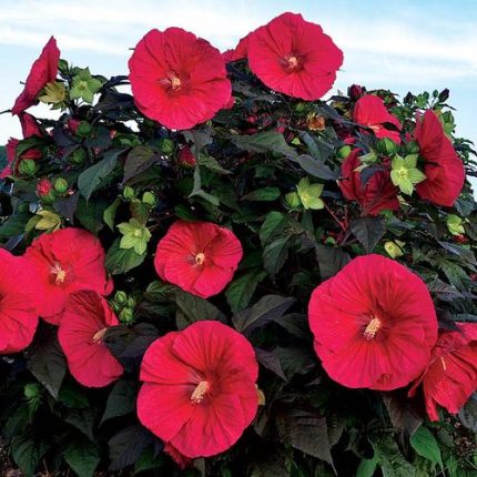 Hibiscus 'Mars Madness' Rose Mallow