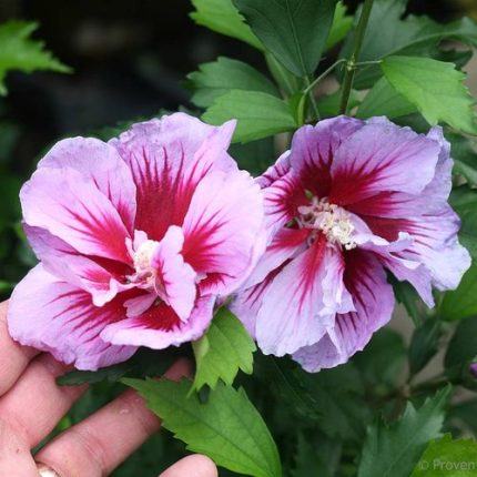 Hibiscus Purple Pillar Rose of Sharon