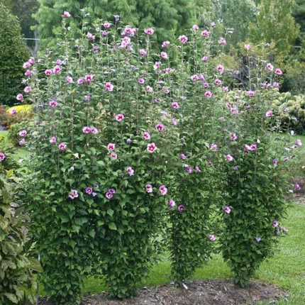 Hibiscus Purple Pillar Rose of Sharon