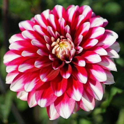 Dahlia Karma 'Yin Yang' Bulb