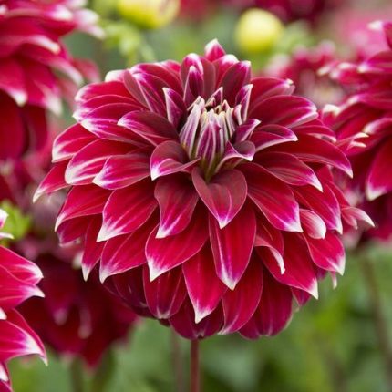 Dahlia 'Red Rock' Bulb