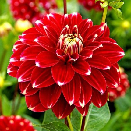 Dahlia 'Red Rock' Bulb