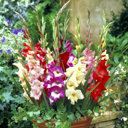 Gladiolus Glamini Mixed Bulbs