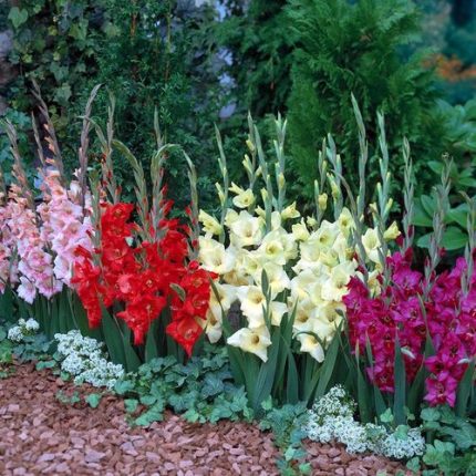 Gladiolus Glamini Mixed Bulbs