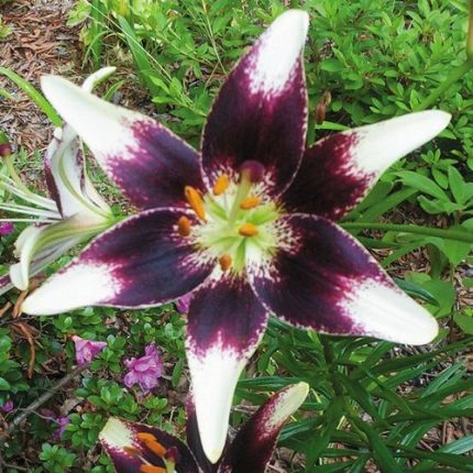 Lilium Asiatic 'Netty's Pride' Bulbs