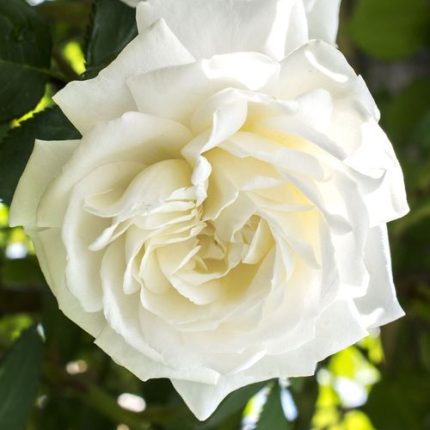 Cloud 10 Climbing Rose