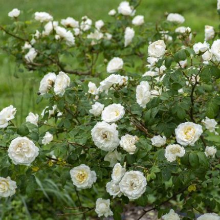 Cloud 10 Climbing Rose