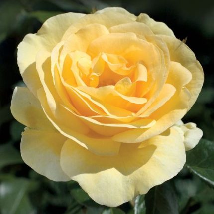 Sunshine Daydream Grandiflora Rose