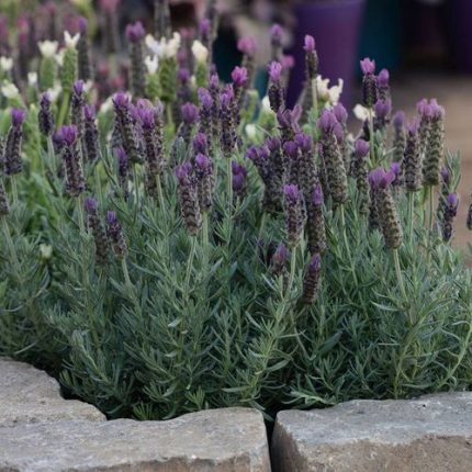 Lavandula 'Anouk'