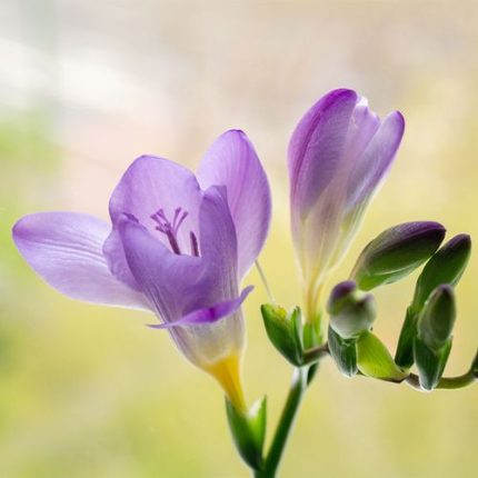 Freesia 'Blue Bayou' Bulbs