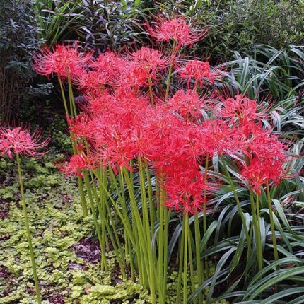 Lycoris radiata Red Spider Lily Bulb