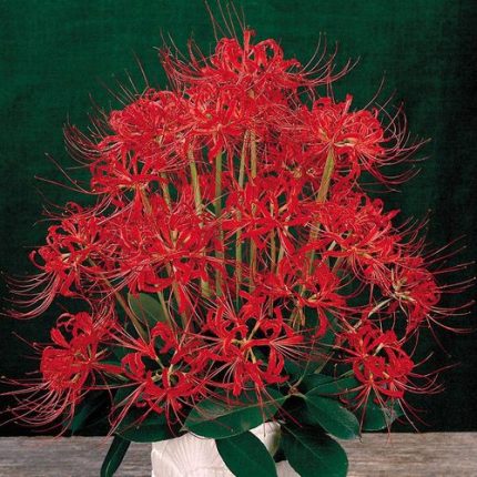 Lycoris radiata Red Spider Lily Bulb