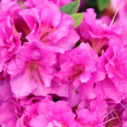 Rhododendron PERFECTO MUNDO Double Purple Azalea