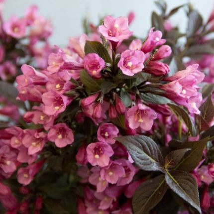 Weigela Stunner™